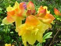 vignette Rhododendron Boutidouble parfum au 26 04 11