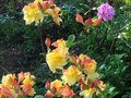 vignette Rhododendron Boutidouble  baptiser au 26 04 11