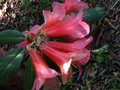 vignette Rhododendron cinnabarinum Revlon au 26 04 11