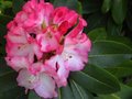 vignette Rhododendron Point Defiance aux normes fleurs gros plan au 26 04 11