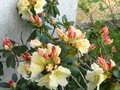 vignette Rhododendron Horizon Monarch au 26 04 11