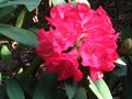 vignette Rhododendron Ana au 26 04 11