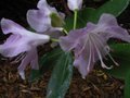 vignette Rhododendron Cinnabarinum Georges Johnstone au 26 04 11