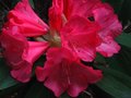 vignette Rhododendron Ana autre vue au 26 04 11