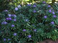 vignette Rhododendron Ponticum norme au 26 04 11