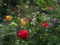 vignette Rhododendrons en compagnie au 26 04 11