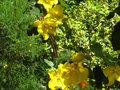vignette Fremontodendron california glory au 29 04 11