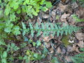 vignette Filipendula vulgaris, filipendule commune - trs rare en Bretagne