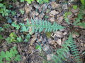 vignette Filipendula vulgaris, filipendule commune - trs rare en Bretagne