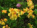 vignette Rhododendron Boutidouble  baptiser au 29 04 11