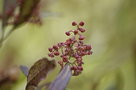 vignette Dodonea viscosa 'Purpurea'