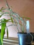 vignette Dendrobium hercoglossum