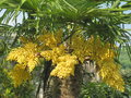 vignette Trachycarpus fortunei Naini Tal floraison 2011
