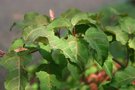 vignette Acer crataegifolium