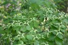 vignette Cornus kousa var. kousa (fleurs en formation)