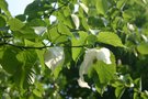 vignette Davidia involucrata