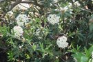 vignette Ledum groenlandicum