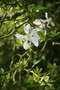 vignette Citrus trifoliata