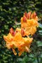 vignette Rhododendron 'Klondyke'