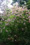 vignette Rhododendron prinophyllum
