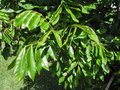 vignette Dimocarpus longan (Longanier)