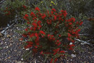 vignette Beaufortia heterophylla
