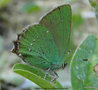 vignette Callophrys rubi , Argus vert, Thcla de la Ronce , papillon
