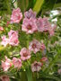 vignette Echium rose hybride