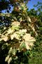 vignette Acer pseudoplatanus f. purpureum 'Tricolor'