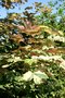 vignette Acer pseudoplatanus f. purpureum 'Tricolor'