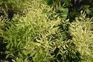 vignette Fraxinus angustifolia 'Variegata'