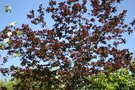 vignette Quercus robur 'Atropurpurea'