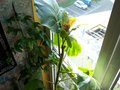 vignette Cyphomandra betacea et Passiflora edulis