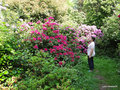 vignette Rhododendrons dans mon petit parc