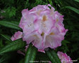 vignette Rhododendron   x 