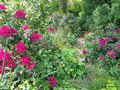 vignette Rhododendrons dans mon petit parc