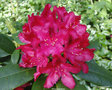 vignette Rhododendron