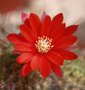 vignette 1re fleur cactus rebutia