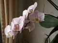 vignette orchidee