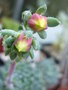 vignette Echeveria setosa var. deminuta fleurs 8 5 11 Ndc