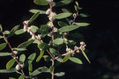 vignette Hakea marginata