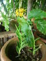 vignette Epidendrum jaune