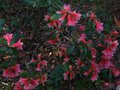 vignette Rhododendron Cinnabarinum Revlon au 29 04 11