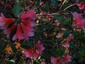 vignette Rhododendron Cinnabarinum Revlon au 28 04 11