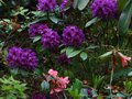 vignette Rhododendron Purple splendour derrire le Rhododendron cinnabarinum Revlon au 03 05 11