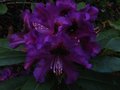 vignette Rhododendron Purple splendour gros plan au 28 05 11