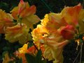 vignette Rhododendron Boutidouble gros plan des gandes fleurs au 02 05 11