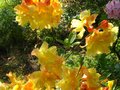 vignette Rhododendron Boutidouble au 30 04 11