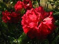 vignette Rhododendron Markeeta's Prize gros plan des grandes fleurs au 30 04 11