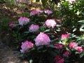 vignette Rhododendron Lem's Monarch en pleine floraison au 06 05 11